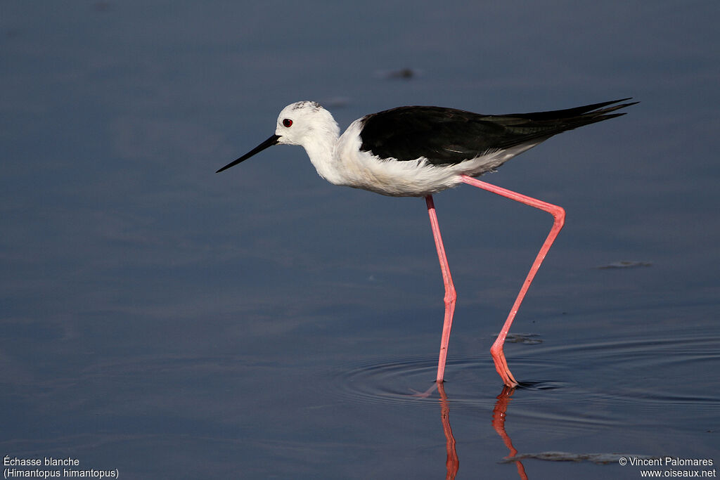 Black-winged Stiltadult