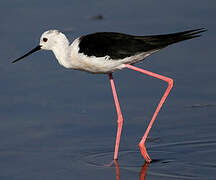 Black-winged Stilt