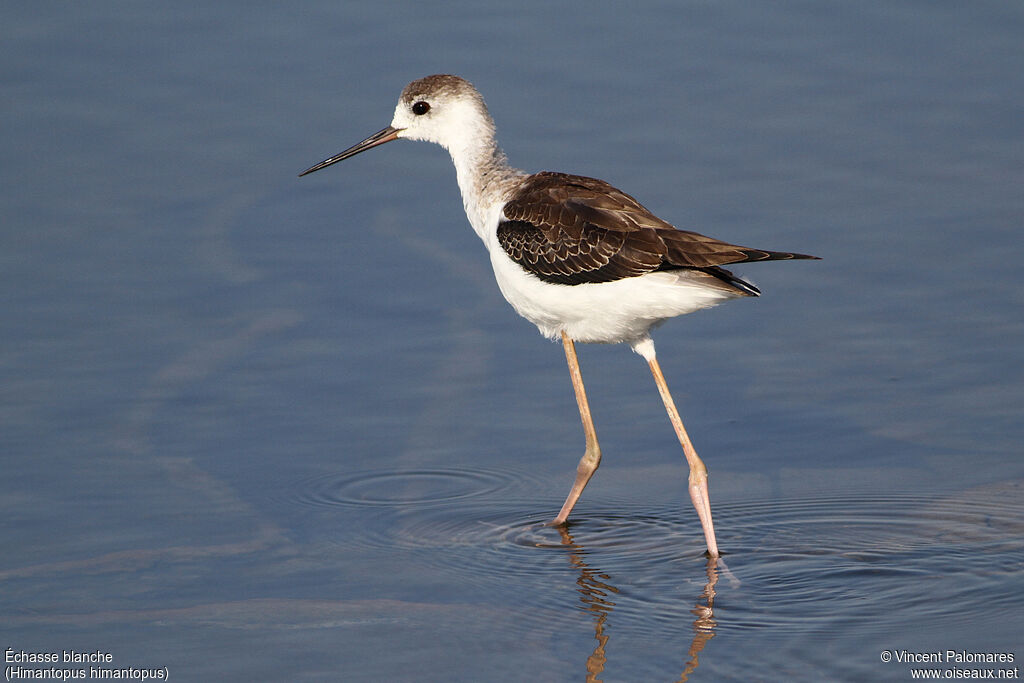 Black-winged Stiltjuvenile