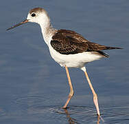 Black-winged Stilt