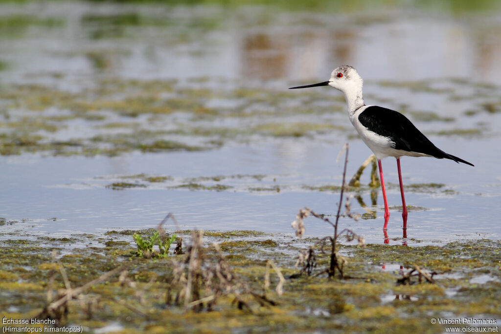 Black-winged Stiltadult