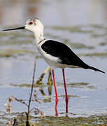 Black-winged Stilt