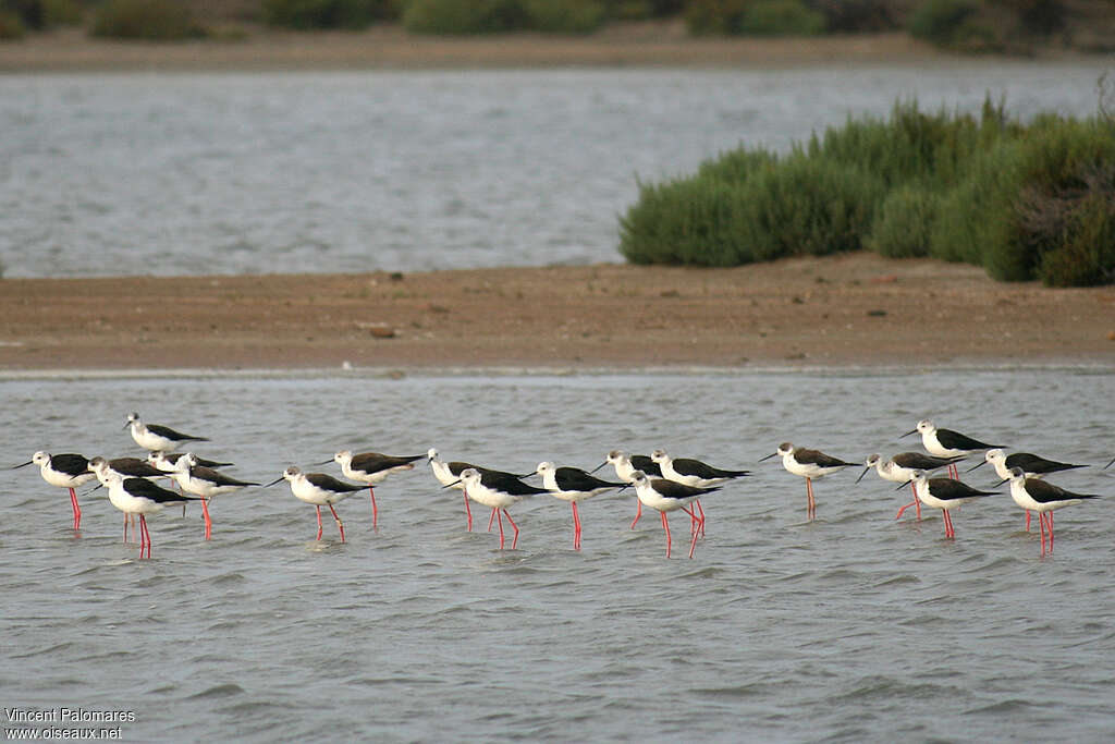 Échasse blanche, habitat, Comportement