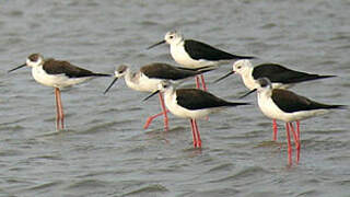 Black-winged Stilt