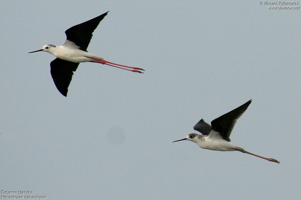 Échasse blanche