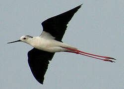 Black-winged Stilt