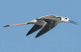 Black-winged Stilt