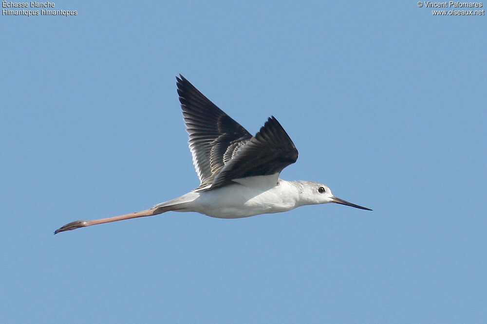 Échasse blanche