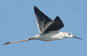 Black-winged Stilt