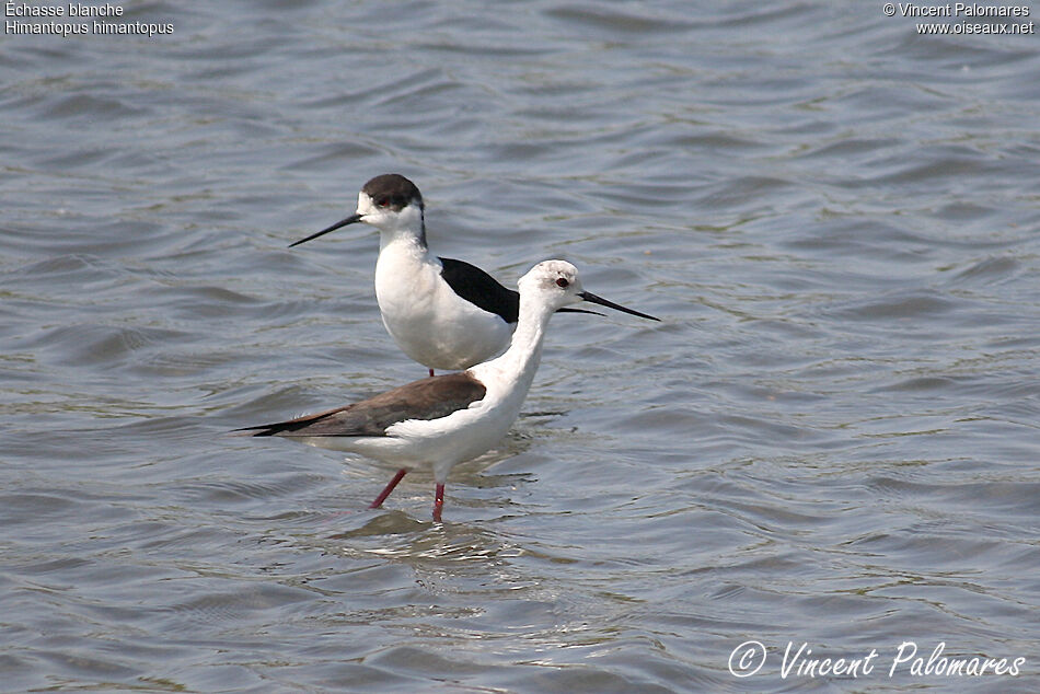 Black-winged Stilt 