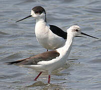 Black-winged Stilt