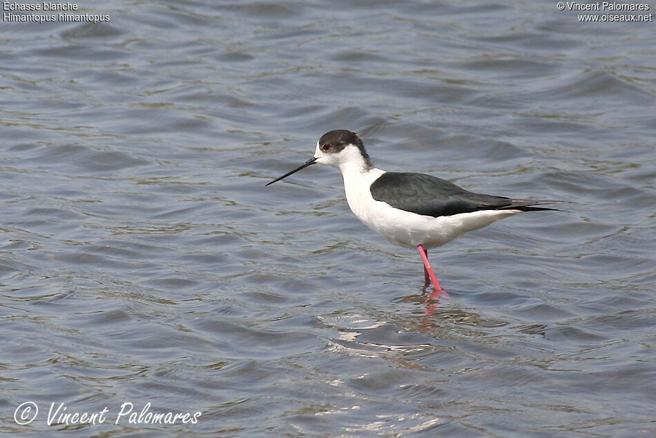 Black-winged Stilt