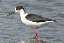 Black-winged Stilt