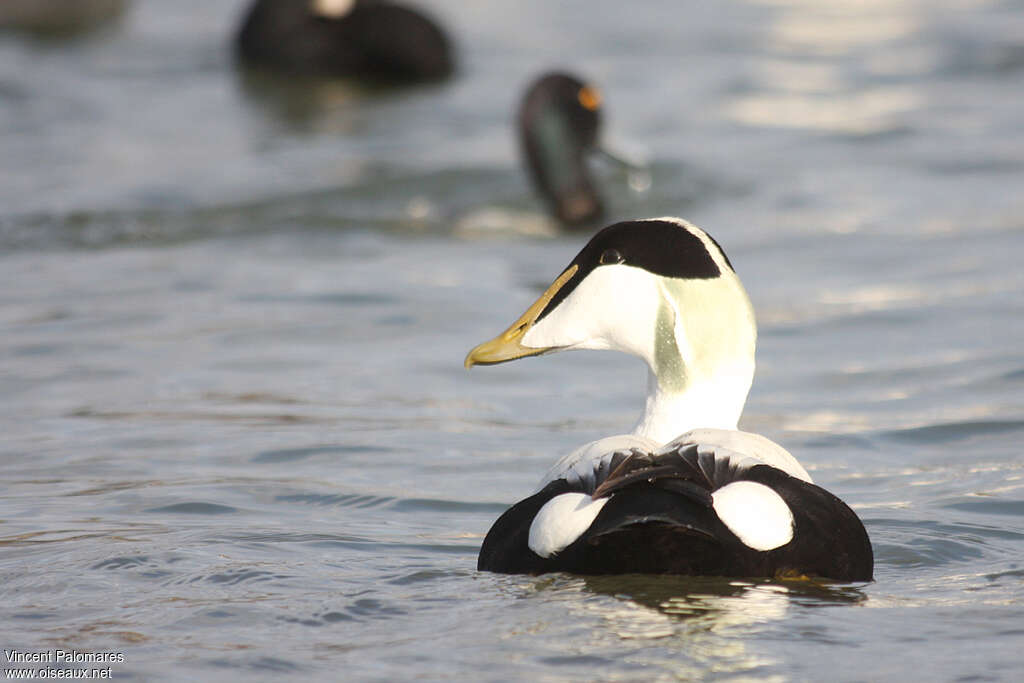 Eider à duvet mâle adulte nuptial, pigmentation