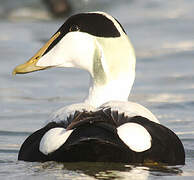 Eider à duvet