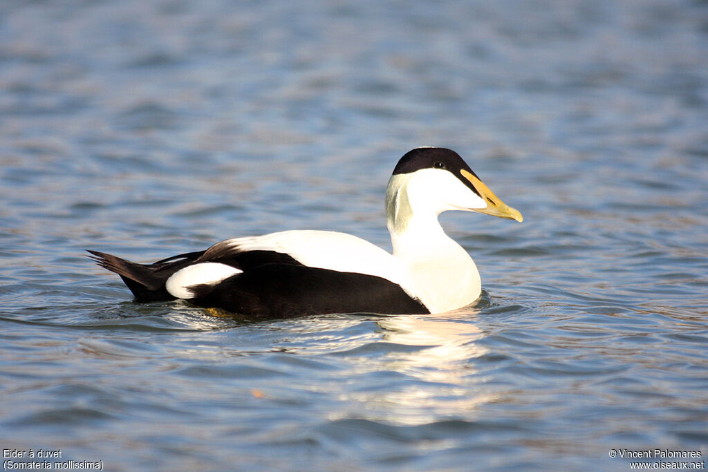 Eider à duvet mâle adulte nuptial