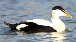 Eider à duvet