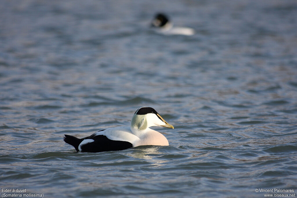 Eider à duvet mâle adulte nuptial