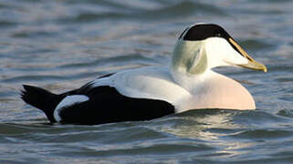 Common Eider