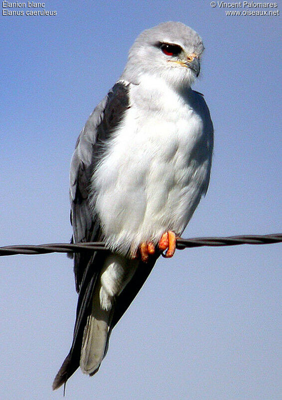 Black-winged Kite