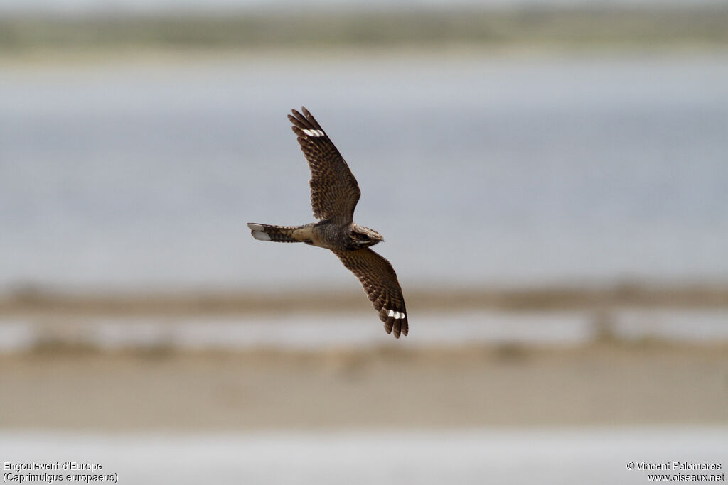 European Nightjar, Flight