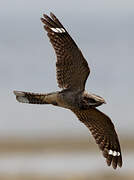 European Nightjar