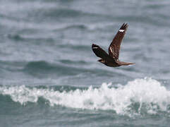 European Nightjar