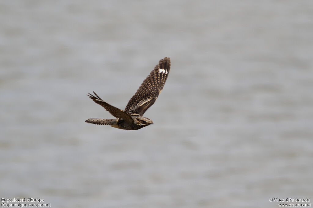 European Nightjar, Flight