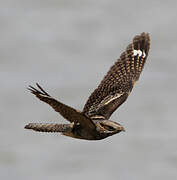 European Nightjar