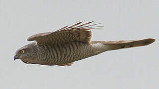 Eurasian Sparrowhawk