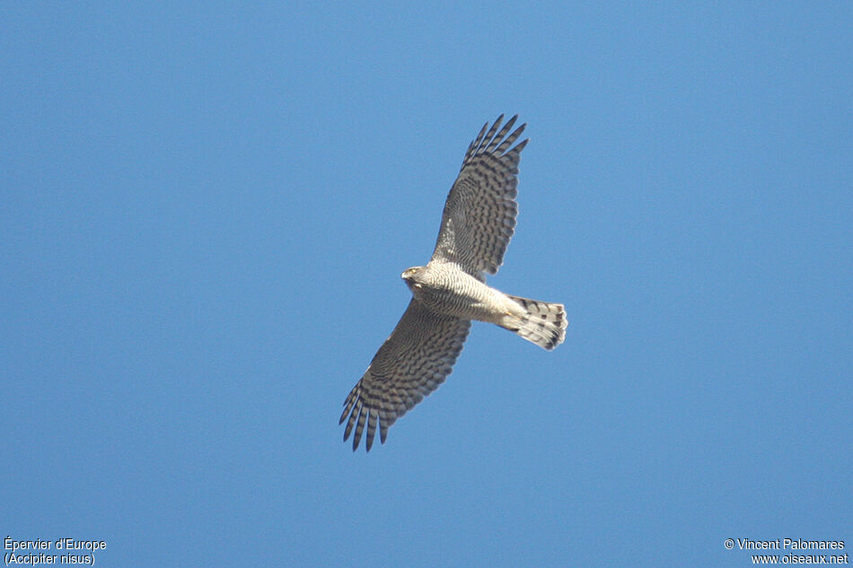 Eurasian Sparrowhawk