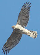 Eurasian Sparrowhawk