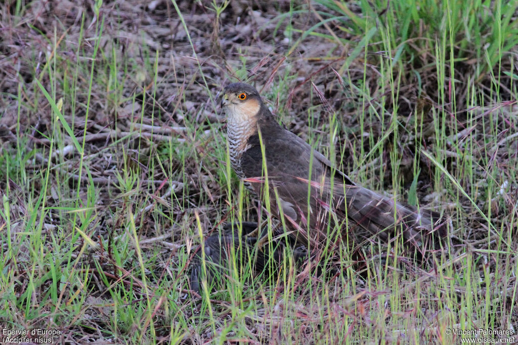 Eurasian Sparrowhawk