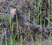 Eurasian Sparrowhawk