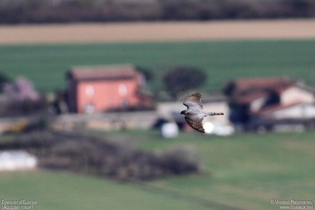 Eurasian Sparrowhawk