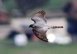 Eurasian Sparrowhawk