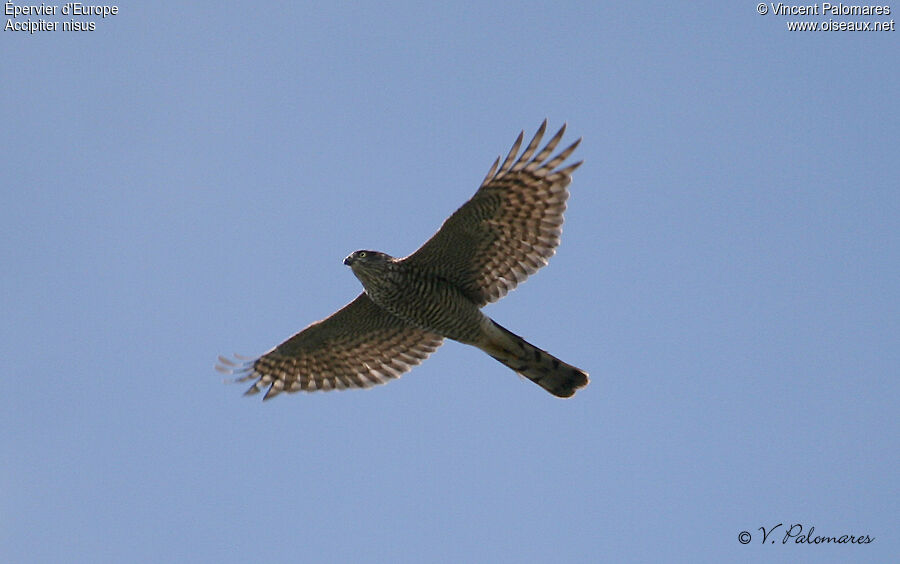 Eurasian Sparrowhawk