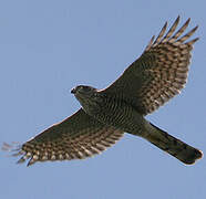 Eurasian Sparrowhawk