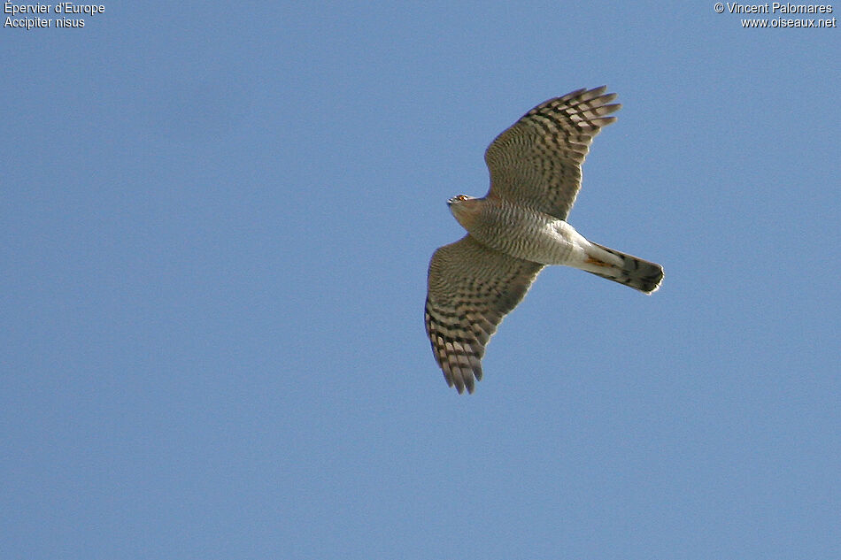 Eurasian Sparrowhawk