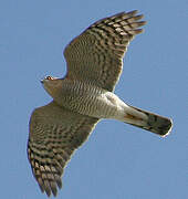 Eurasian Sparrowhawk