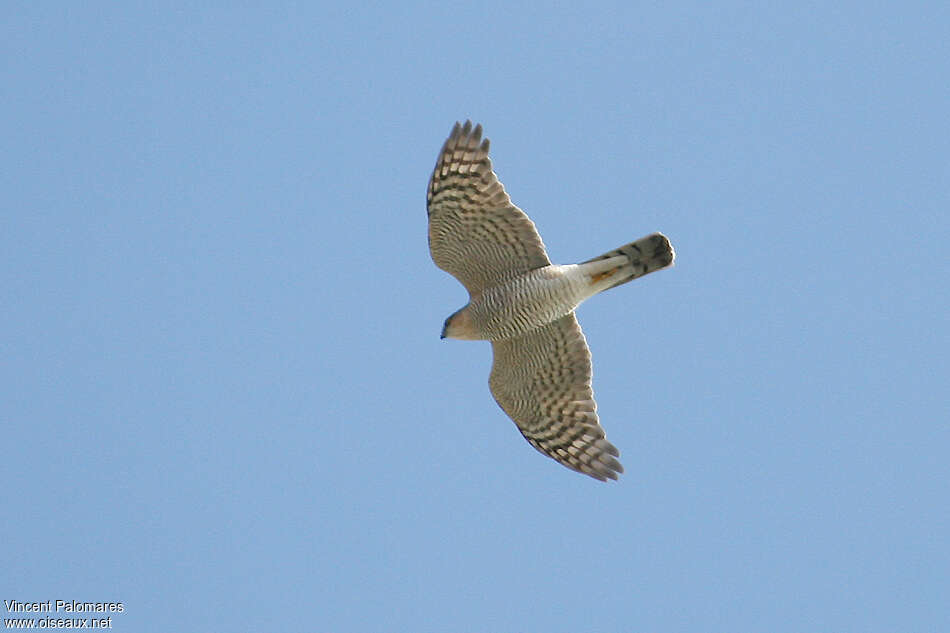 Eurasian Sparrowhawkadult, pigmentation, Flight