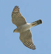 Eurasian Sparrowhawk