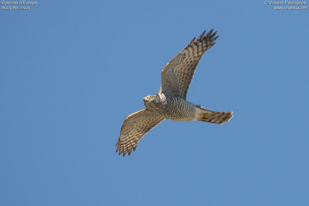 Eurasian Sparrowhawk