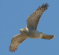 Eurasian Sparrowhawk