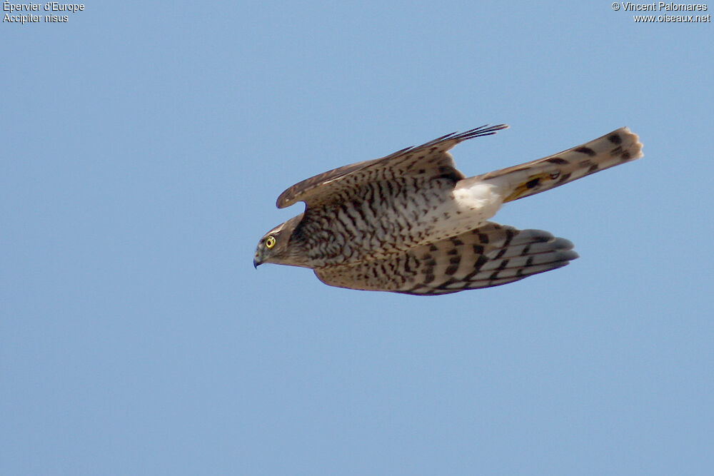 Eurasian Sparrowhawk