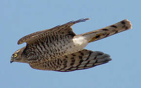 Eurasian Sparrowhawk