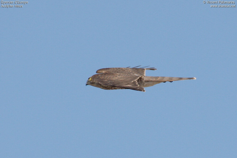 Eurasian Sparrowhawk