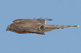 Eurasian Sparrowhawk