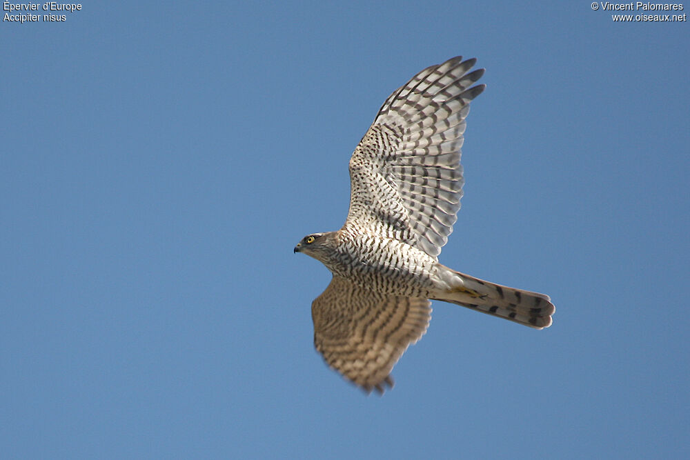 Eurasian Sparrowhawk