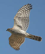 Eurasian Sparrowhawk